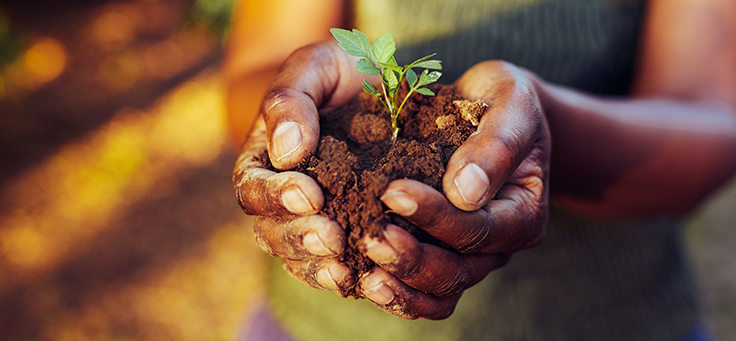 Imagem mostra duas mãos juntas em forma de concha segurando uma muda de planta com terra