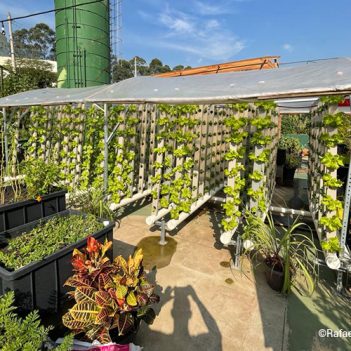 A imagem mostra a horta comunitária de Paraisópolis, já com muitos vegetais e hortaliças para serem colhidas.